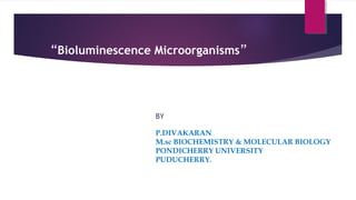 “Bioluminescence Microorganisms”
P.DIVAKARAN
M.sc BIOCHEMISTRY & MOLECULAR BIOLOGY
PONDICHERRY UNIVERSITY
PUDUCHERRY.
BY
 