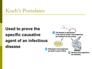Koch’s Postulates Used to prove the  specific causative  agent of an infectious  disease 