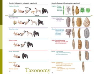 Taxonomy  