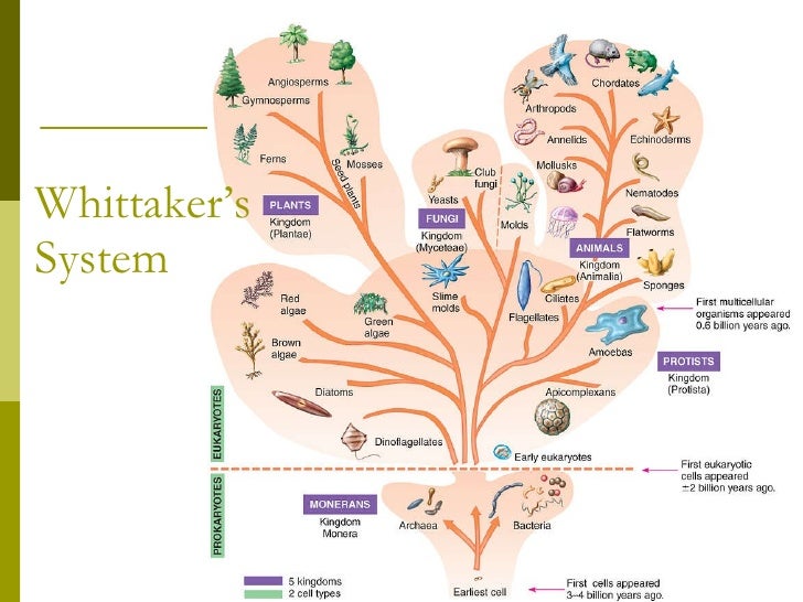 Whittaker Five Kingdom Classification - Five Kingdoms Classification
