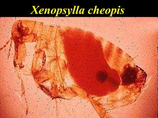 Xenopsylla cheopis 