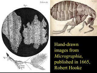 Hand-drawn images from  Micrographia , published in 1665, Robert Hooke 