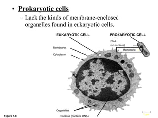 Prokaryotic cells Lack the kinds of membrane-enclosed organelles found in eukaryotic cells. EUKARYOTIC CELL Membrane Cytoplasm Organelles Nucleus (contains DNA) 1 µm PROKARYOTIC CELL DNA  (no nucleus) Membrane Figure 1.8 