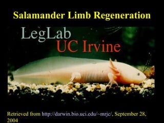 Salamander Limb Regeneration Retrieved from  http://darwin.bio.uci.edu/~mrjc/ , September 28, 2004 