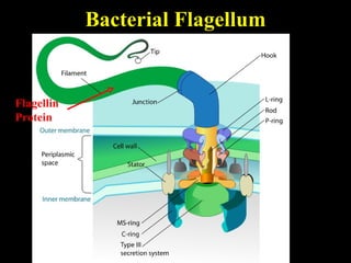 Bacterial Flagellum Flagellin Protein 