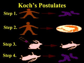Koch’s Postulates Step 1. Step 2. Step 3. Step 4. 