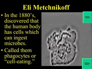 Eli Metchnikoff In the 1880’s, discovered that the human body has cells which can ingest microbes. Called them phagocytes or “cell-eating.” 