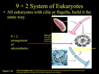 9 + 2 System of Eukaryotes All eukaryotes with cilia or flagella, build it the same way. 9 + 2 arrangement of microtubules Cilia of  Paramecium. The cilia of  Paramecium propel the cell through pond water. Cross section of cilium, as viewed with an electron microscope 15  µm 1.0  µm 5  µm Cilia of windpipe cells.  The cells that line the human windpipe are equipped with cilia that help keep the lungs clean by moving a film of debris-trapping mucus upward. Figure 1.16 