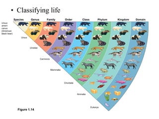 Classifying life Species    Genus    Family    Order    Class  Phylum  Kingdom  Domain  Mammalia Ursus ameri- canus (American black bear) Ursus Ursidae Carnivora Chordata Animalia Eukarya Figure 1.14 