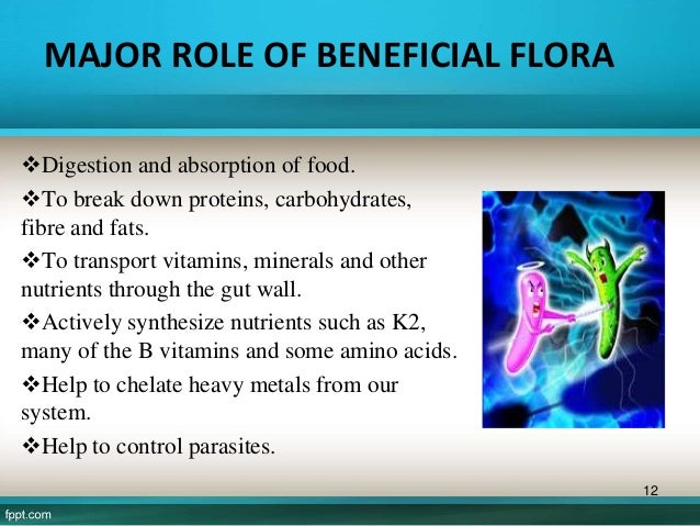 Gut Flora Gut Flora
