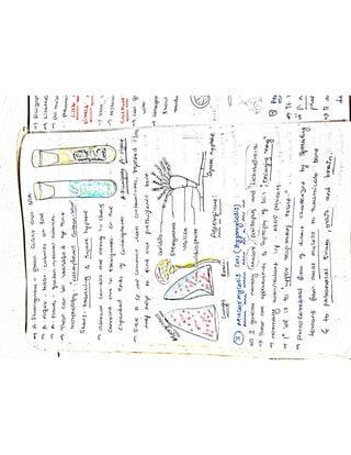 Mycology & Virology complete written notes 