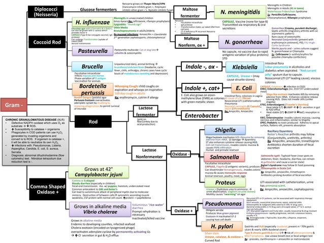 Microbiology flowchart.pdf | Digestive Disorders | Diseases and Conditions