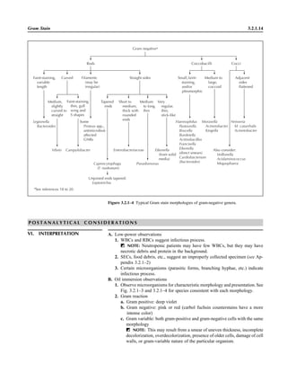 Gram Stain 3.2.1.14
Gram negativea
aSee references 18 to 20.
Figure 3.2.1–4 Typical Gram stain morphologies of gram-negative genera.
P O S T A N A L Y T I C A L C O N S I D E R A T I O N S
VI. INTERPRETATION A. Low-power observations
1. WBCs and RBCs suggest infectious process.
ᮃ NOTE: Neutropenic patients may have few WBCs, but they may have
necrotic debris and protein in the background.
2. SECs, food debris, etc., suggest an improperly collected specimen (see Ap-
pendix 3.2.1–2)
3. Certain microorganisms (parasitic forms, branching hyphae, etc.) indicate
infectious process.
B. Oil immersion observations
1. Observe microorganisms for characteristic morphology and presentation. See
Fig. 3.2.1–3 and 3.2.1–4 for species consistent with each morphology.
2. Gram reaction
a. Gram positive: deep violet
b. Gram negative: pink or red (carbol fuchsin counterstains have a more
intense color)
c. Gram variable: both gram-positive and gram-negative cells with the same
morphology
ᮃ NOTE: This may result from a smear of uneven thickness, incomplete
decolorization, overdecolorization, presence of older cells, damage of cell
walls, or gram-variable nature of the particular organism.
 
