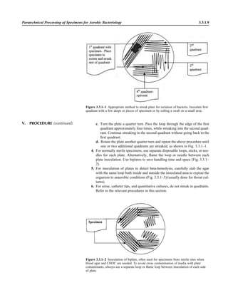 Paratechnical Processing of Specimens for Aerobic Bacteriology 3.3.1.9
Figure 3.3.1–2 Inoculation of biplate, often used for specimens from sterile sites when
blood agar and CHOC are needed. To avoid cross contamination of media with plate
contaminants, always use a separate loop or ﬂame loop between inoculation of each side
of plate.
Figure 3.3.1–1 Appropriate method to streak plate for isolation of bacteria. Inoculate ﬁrst
quadrant with a few drops or pieces of specimen or by rolling a swab on a small area.
c. Turn the plate a quarter turn. Pass the loop through the edge of the ﬁrst
quadrant approximately four times, while streaking into the second quad-
rant. Continue streaking in the second quadrant without going back to the
ﬁrst quadrant.
d. Rotate the plate another quarter turn and repeat the above procedure until
one or two additional quadrants are streaked, as shown in Fig. 3.3.1–1.
4. For normally sterile specimens, use separate disposable loops, sticks, or nee-
dles for each plate. Alternatively, ﬂame the loop or needle between each
plate inoculation. Use biplates to save handling time and space (Fig. 3.3.1–
2).
5. For inoculation of plates to detect beta-hemolysis, carefully stab the agar
with the same loop both inside and outside the inoculated area to expose the
organism to anaerobic conditions (Fig. 3.3.1–3) (usually done for throat cul-
tures).
6. For urine, catheter tips, and quantitative cultures, do not streak in quadrants.
Refer to the relevant procedures in this section.
V. PROCEDURE (continued)
 