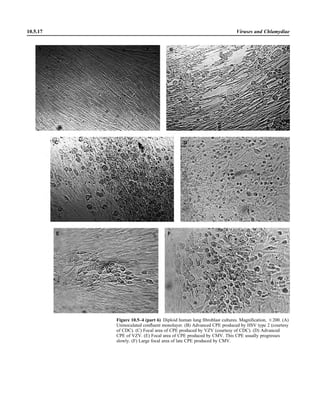 Microbiology handbook