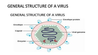 GENERAL STRUCTURE OF A VIRUS
 