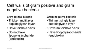 Cell walls of gram positive and gram
negative bacteria
Gram positive bacteria
• Thicker; multilayer
peptidoglycan layer
• Have teichoic acids
• Do not have
lipopolysaccharide
(endotoxin)
Gram negative bacteria
• Thinner; single layer
peptidoglycan layer
• Have no teichoic acids
• Have lipopolysaccharide
(endotoxin)
8/27/2023 MICROBIOLOGY INTRO BLOCK
 