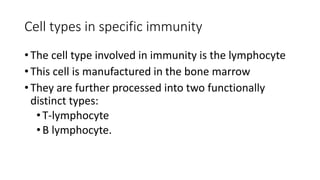 Cell types in specific immunity
• The cell type involved in immunity is the lymphocyte
• This cell is manufactured in the bone marrow
• They are further processed into two functionally
distinct types:
•T-lymphocyte
•B lymphocyte.
 