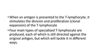 • When an antigen is presented to the T-lymphocyte, it
stimulates the division and proliferation (clonal
expansion) of the T-lymphocyte
• Four main types of specialized T-lymphocyte are
produced, each of which is still directed against the
original antigen, but which will tackle it in different
ways.
 