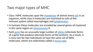 Two major types of MHC
• Class I MHC molecules span the membrane of almost every cell in an
organism, while class II molecules are restricted to cells of the
immune system called macrophages and lymphocytes.
• In humans these molecules are encoded by several genes all clustered
in the same region on chromosome 6.
• Each gene has an unusually large number of alleles (alternate forms
of a gene that produce alternate forms of the protein). As a result, it
is very rare for two individuals to have the same set of MHC
molecules, which are collectively called a tissue type.
 