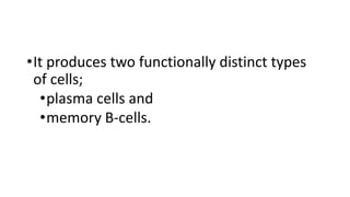 •It produces two functionally distinct types
of cells;
•plasma cells and
•memory B-cells.
 