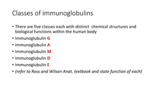 Classes of immunoglobulins
• There are five classes each with distinct chemical structures and
biological functions within the human body
• Immunoglubulin G
• Immunoglubulin A
• Immunoglubulin M
• Immunoglubulin D
• Immunoglubulin E
• (refer to Ross and Wilson Anat. textbook and state function of each)
 