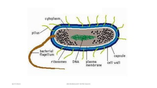 8/27/2023 MICROBIOLOGY INTRO BLOCK
 