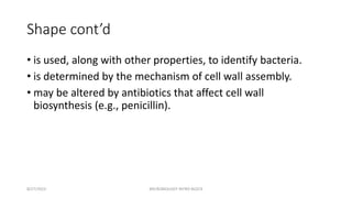 Shape cont’d
• is used, along with other properties, to identify bacteria.
• is determined by the mechanism of cell wall assembly.
• may be altered by antibiotics that affect cell wall
biosynthesis (e.g., penicillin).
8/27/2023 MICROBIOLOGY INTRO BLOCK
 