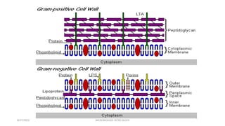 8/27/2023 MICROBIOLOGY INTRO BLOCK
 