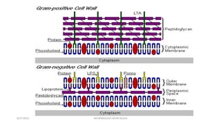8/27/2023 MICROBIOLOGY INTRO BLOCK
 