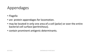 Appendages
• Flagella
• are protein appendages for locomotion.
• may be located in only one area of a cell (polar) or over the entire
bacterial cell surface (peritrichous).
• contain prominent antigenic determinants.
8/27/2023 MICROBIOLOGY INTRO BLOCK
 