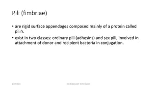Pili (fimbriae)
• are rigid surface appendages composed mainly of a protein called
pilin.
• exist in two classes: ordinary pili (adhesins) and sex pili, involved in
attachment of donor and recipient bacteria in conjugation.
8/27/2023 MICROBIOLOGY INTRO BLOCK
 