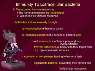 Immunity To Extracellular Bacteria
2- The acquired immune responses:
i-The humoral mechanisms (antibodies)
ii- Cell mediated immune response
i- Antibodies induce immunity through:
a- Neutralization of bacterial toxins
b- Antibodies attach to the surface of bacteria and;
- Act as opsonins, enhance phagocytosis
(Opsonization)
- Prevent adherence of bacteria to their target cells
e.g. IgA on mucosal surfaces
- Activation of complement leading to bacterial lysis
- Agglutinate bacteria, preventing their spread and
facilitating phagocytosis
 