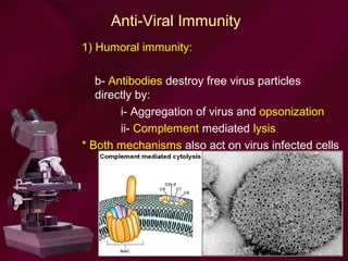Anti-Viral Immunity
1) Humoral immunity:
b- Antibodies destroy free virus particles
directly by:
i- Aggregation of virus and opsonization
ii- Complement mediated lysis
* Both mechanisms also act on virus infected cells
 