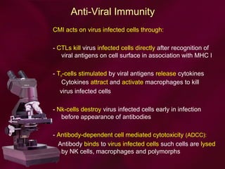 Anti-Viral Immunity
CMI acts on virus infected cells through:
- CTLs kill virus infected cells directly after recognition of
viral antigens on cell surface in association with MHC I
- TH-cells stimulated by viral antigens release cytokines
Cytokines attract and activate macrophages to kill
virus infected cells
- Nk-cells destroy virus infected cells early in infection
before appearance of antibodies
- Antibody-dependent cell mediated cytotoxicity (ADCC):
Antibody binds to virus infected cells such cells are lysed
by NK cells, macrophages and polymorphs
 