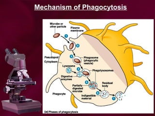 Mechanism of Phagocytosis
 