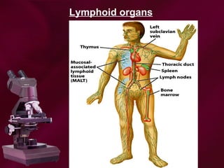 Lymphoid organs
 