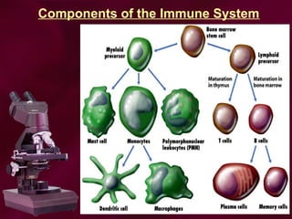 Components of the Immune System
 