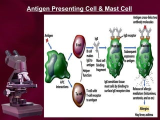 Antigen Presenting Cell & Mast Cell
 