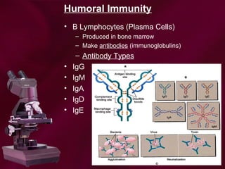 Humoral Immunity
• B Lymphocytes (Plasma Cells)
– Produced in bone marrow
– Make antibodies (immunoglobulins)
– Antibody Types
• IgG
• IgM
• IgA
• IgD
• IgE
 