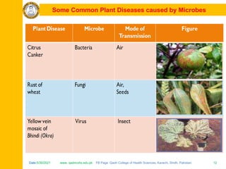 Date:5/30/2021 www. qadricohs.edu.pk FB Page: Qadri College of Health Sciences, Karachi, Sindh, Pakistan. 12
Date:5/30/2021 www. qadricohs.edu.pk FB Page: Qadri College of Health Sciences, Karachi, Sindh, Pakistan. 12
Some Common Plant Diseases caused by Microbes
 