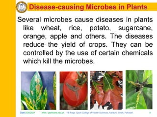 Date:5/30/2021 www. qadricohs.edu.pk FB Page: Qadri College of Health Sciences, Karachi, Sindh, Pakistan. 9
Date:5/30/2021 www. qadricohs.edu.pk FB Page: Qadri College of Health Sciences, Karachi, Sindh, Pakistan. 9
Several microbes cause diseases in plants
like wheat, rice, potato, sugarcane,
orange, apple and others. The diseases
reduce the yield of crops. They can be
controlled by the use of certain chemicals
which kill the microbes.
 