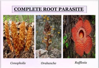 Rafflesia
Orabanche
Conopholis
COMPLETE ROOT PARASITE
 