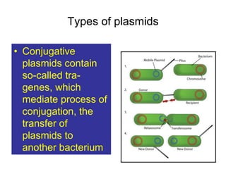 Types of plasmids
• Conjugative
plasmids contain
so-called tra-
genes, which
mediate process of
conjugation, the
transfer of
plasmids to
another bacterium
 