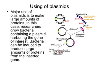 Using of plasmids
• Major use of
plasmids is to make
large amounts of
proteins. In this
case, researchers
grow bacteria
containing a plasmid
harboring the gene
of interest. Bacteria
can be induced to
produce large
amounts of proteins
from the inserted
gene.
 