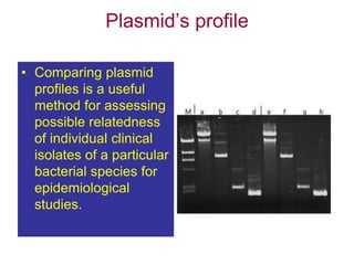 Plasmid’s profile
• Comparing plasmid
profiles is a useful
method for assessing
possible relatedness
of individual clinical
isolates of a particular
bacterial species for
epidemiological
studies.
 