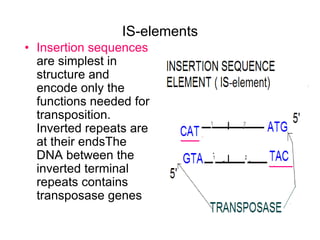 IS-elements
• Insertion sequences
are simplest in
structure and
encode only the
functions needed for
transposition.
Inverted repeats are
at their endsThe
DNA between the
inverted terminal
repeats contains
transposase genes
 