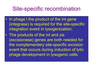 Site-specific recombination
• In phage l the product of the int gene
(integrase) is required for the site-specific
integration event in lysogenization;
• The products of the int and xis
(excisionase) genes are both needed for
the complementary site-specific excision
event that occurs during induction of lytic
phage development in lysogenic cells.
 