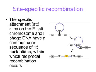 Site-specific recombination
• The specific
attachment (att)
sites on the E coli
chromosome and l
phage DNA have a
common core
sequence of 15
nucleotides, within
which reciprocal
recombination
occurs
 