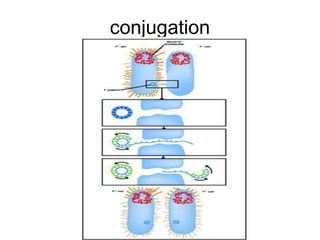 conjugation
 
